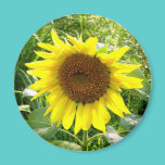 Sunflower garden photo magnet magnets