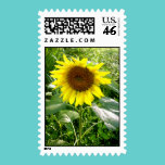 Sunflower garden postage stamps stamps