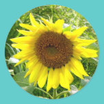 Sunflower garden stickers stickers