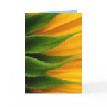 Sunflower Get Well Card cards