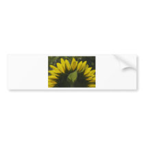 Sunflower glow bumper stickers
