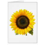 Sunflower Greeting Cards