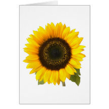 Sunflower Greeting Cards