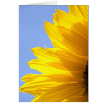 Sunflower cards