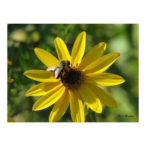 Sunflower Helianthus and Bumblebee print