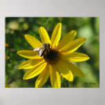 Sunflower Helianthus and Bumblebee Posters