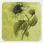 Sunflower Helianthus Square Stickers
