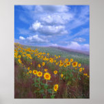 Sunflower hill,poster