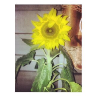 #sunflower in bloom postcard