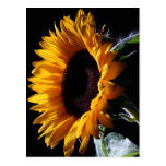 Sunflower in studio 1 postcards