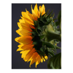 Sunflower in studio 2 post card
