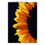 Sunflower in studio 4 card