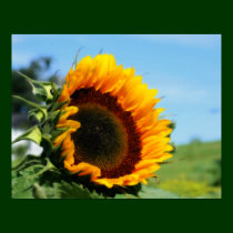 Sunflower In Sunshine Flower Poster posters
