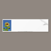 sunflower in the blue sky bumper stickers