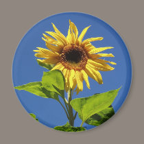 sunflower in the blue sky magnets