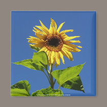 sunflower in the blue sky magnets
