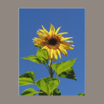 sunflower in the blue sky postcards