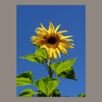 sunflower in the blue sky posters