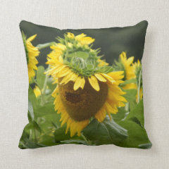 Sunflower in the Rain Throw Pillows