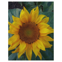 Sunflower in the Spring Flyers