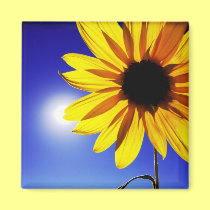 Sunflower in the Sun Magnet