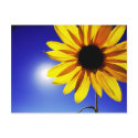 Sunflower in the Sun Postcard by WanderLinArts Sunflower in the Sun Postcard