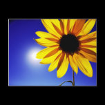 Sunflower in the Sun Postcard