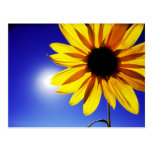 Sunflower in the Sun Postcard