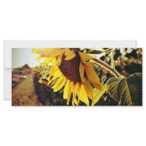 Sunflower in the sun customized rack card