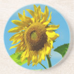 Sunflower in the sunshine coasters