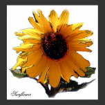 "Sunflower" label, photo poster posters