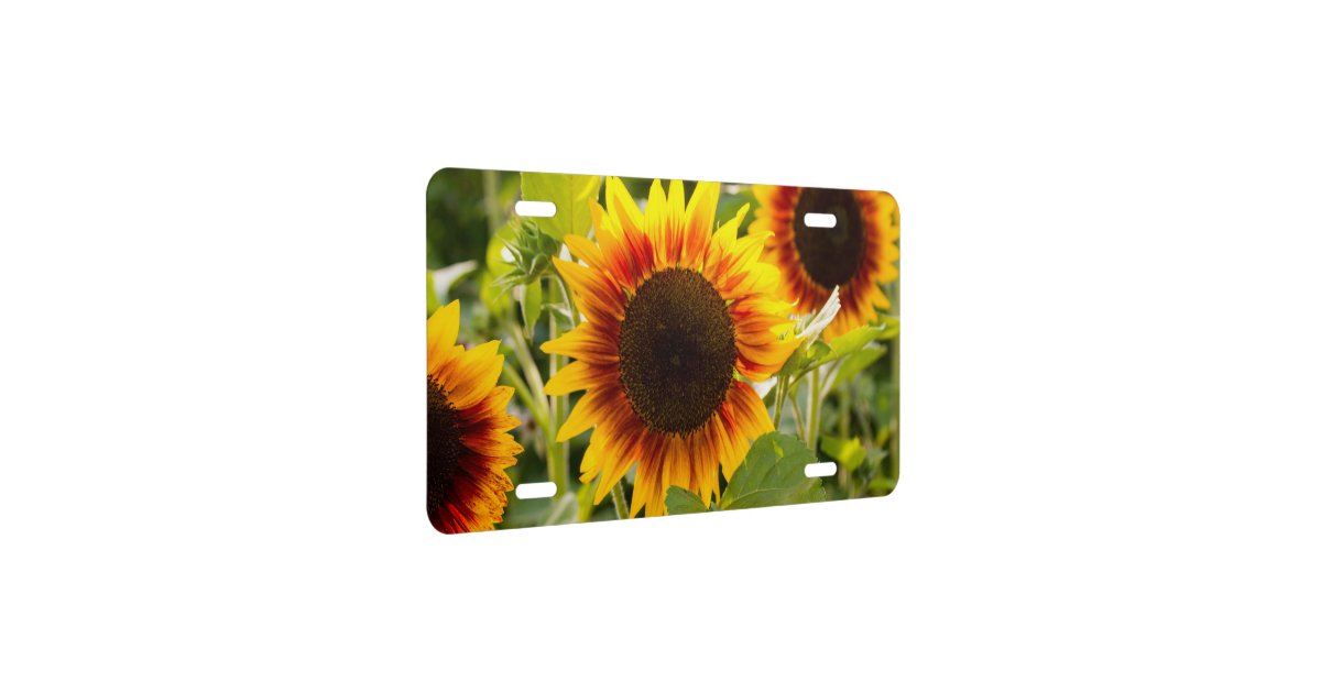 Sunflower License Plate | Zazzle