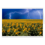 Sunflower Lightning Field Greeting Cards