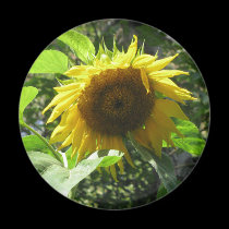 Sunflower Magnet magnets