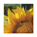 Sunflower magnets by Susan616 Sunflower magnets