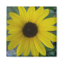 sunflower magnet