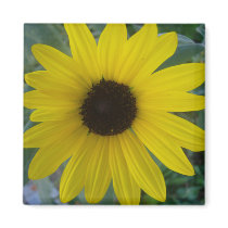 sunflower magnets