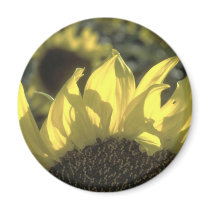 Sunflower magnets