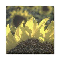 Sunflower magnets
