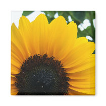 Sunflower magnets