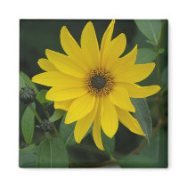 Sunflower Fridge Magnets