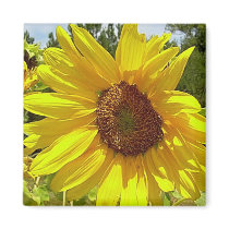 SunFlower Magnet-1