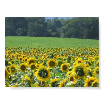 Sunflower Mob Posters by mourningwould