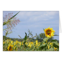 Sunflower Monarch Cards