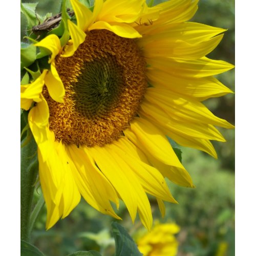 sunflower mousepad