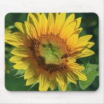 Sunflower mousepads by jim270 Sunflower mousepads