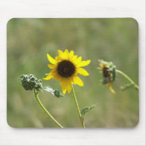 Sunflower mousepads