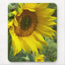 sunflower mousepads