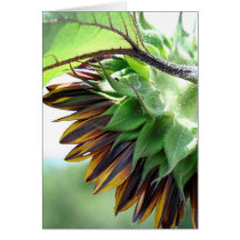 Sunflower Note Card