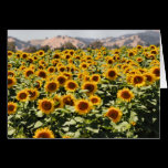 Sunflower Notecards & Postage cards